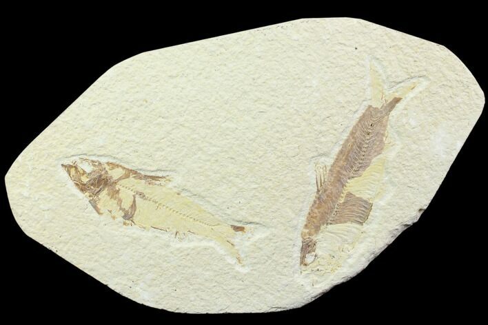 & Knightia Fossil Fish - Wyoming #85512